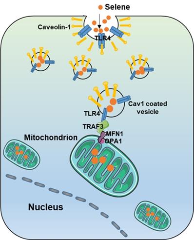 Theranostics Image