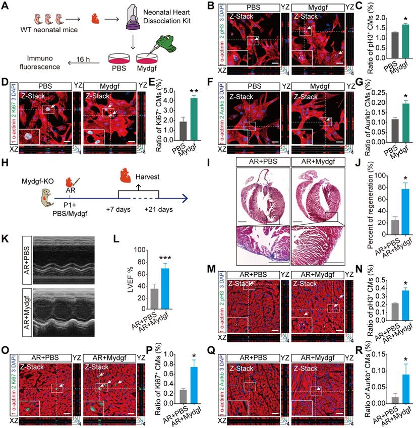 Theranostics Image