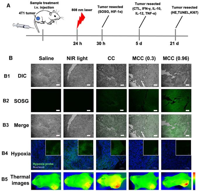 Theranostics Image