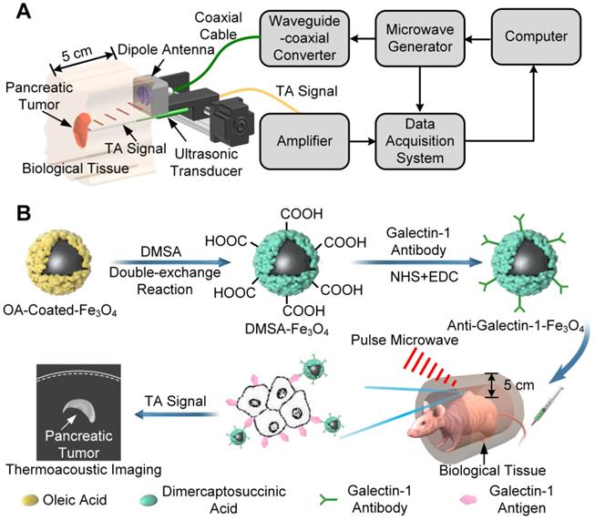 Theranostics Image