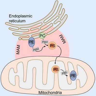 Theranostics Image