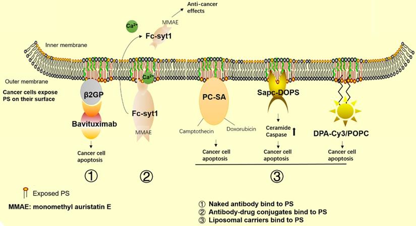 Theranostics Image