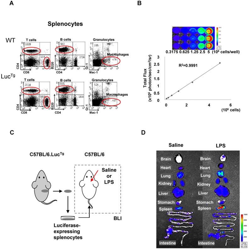 Theranostics Image