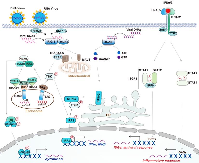 Theranostics Image