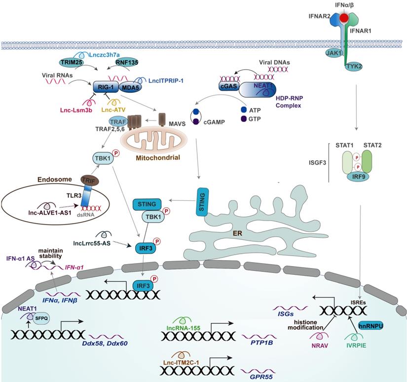 Theranostics Image