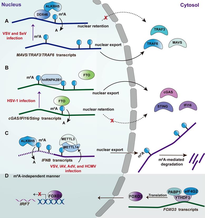 Theranostics Image