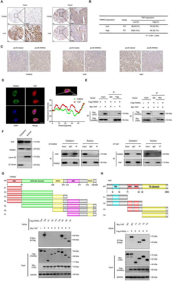 Theranostics Image