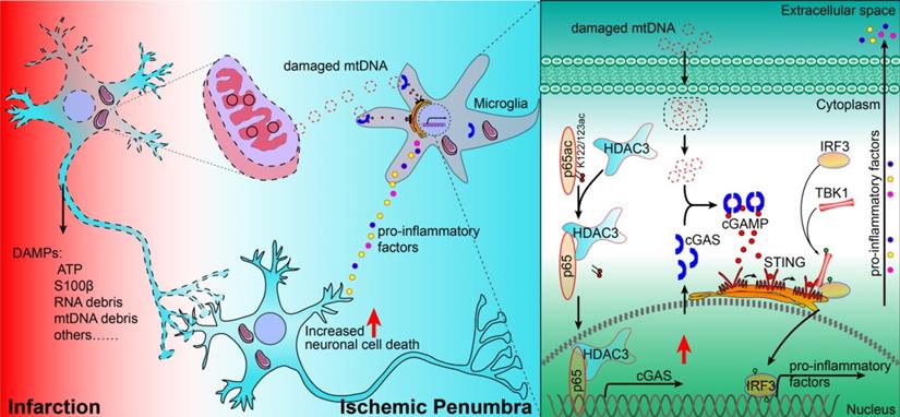 Theranostics Image