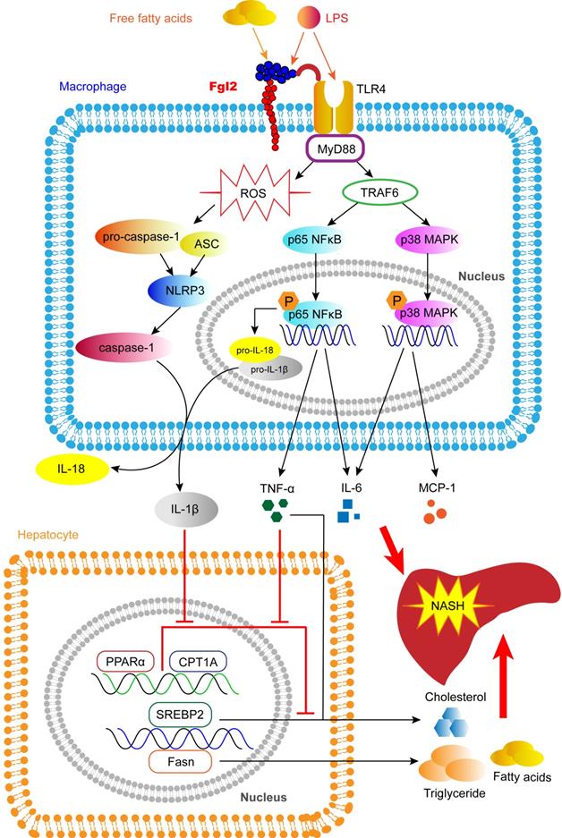 Theranostics Image