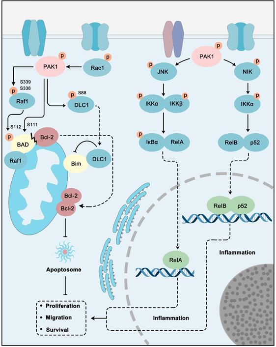 Theranostics Image