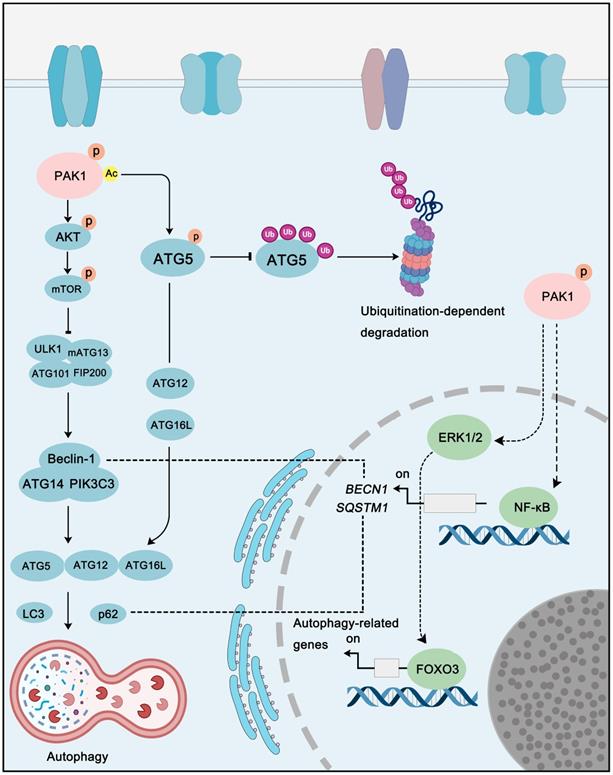 Theranostics Image