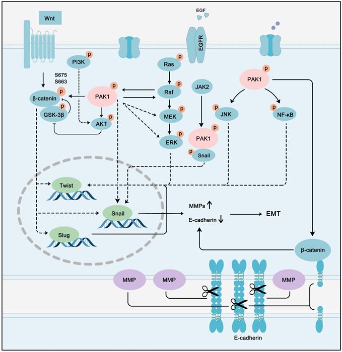 Theranostics Image