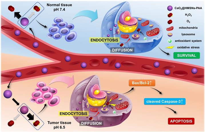 Theranostics Image