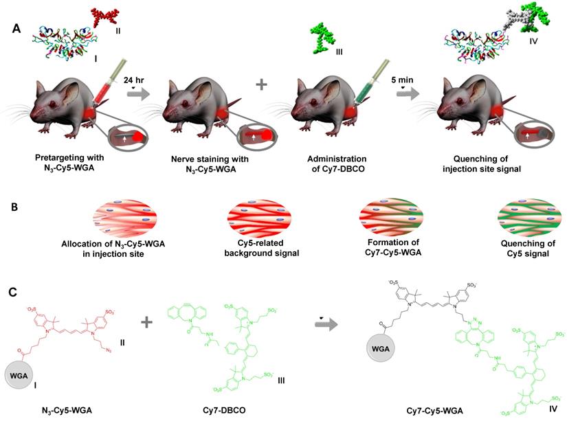 Theranostics Image