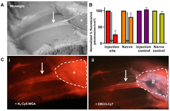 Theranostics Image