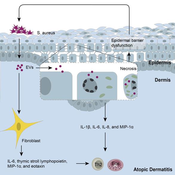 Theranostics Image