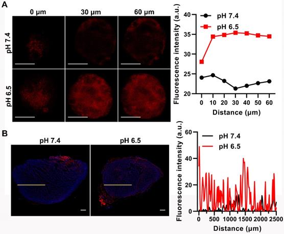 Theranostics Image