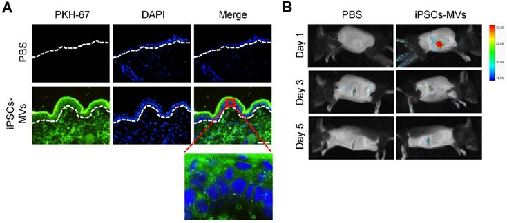 Theranostics Image