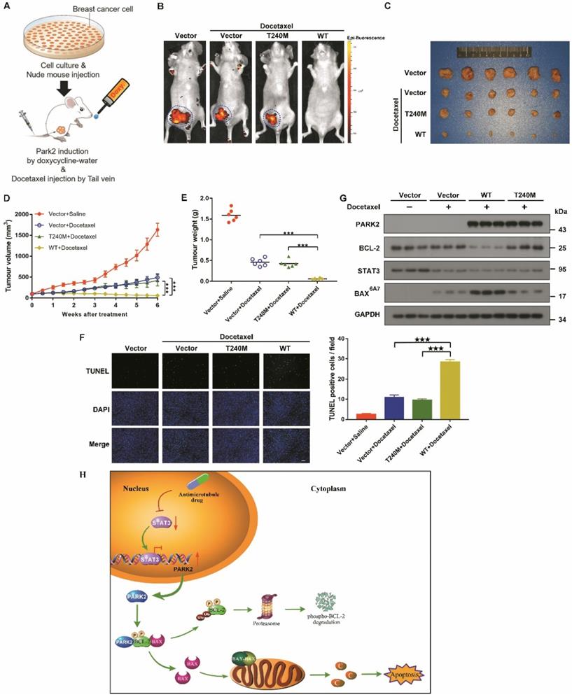 Theranostics Image