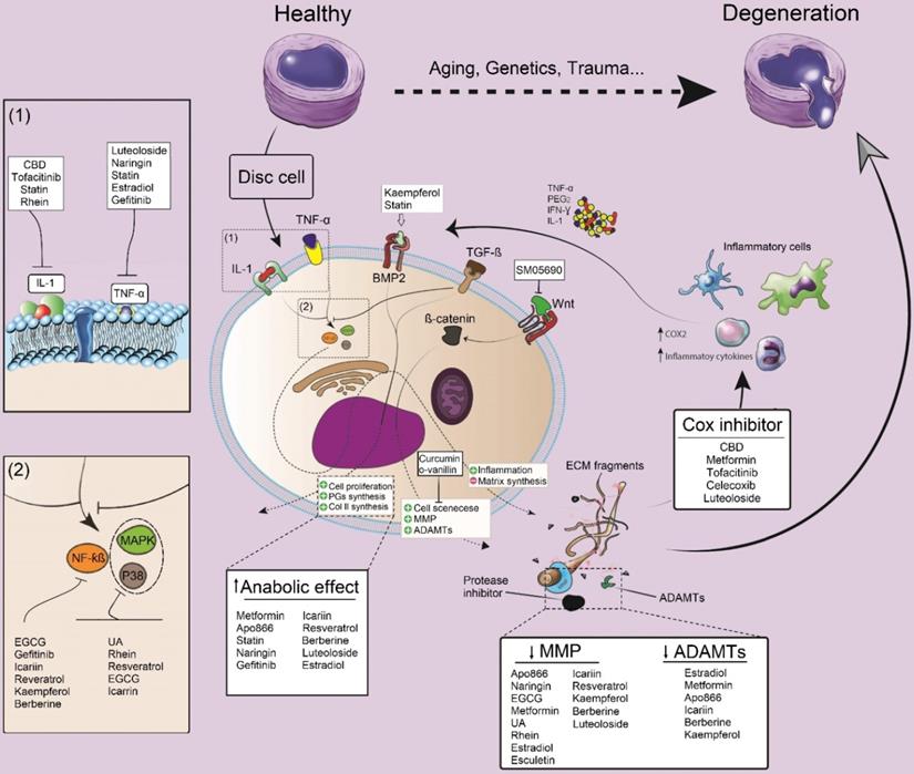 Theranostics Image