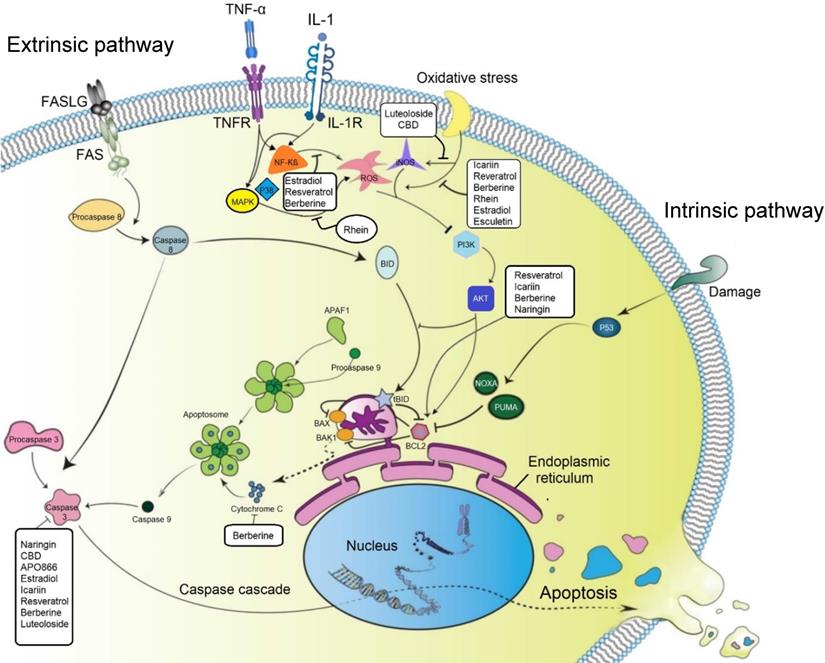 Theranostics Image