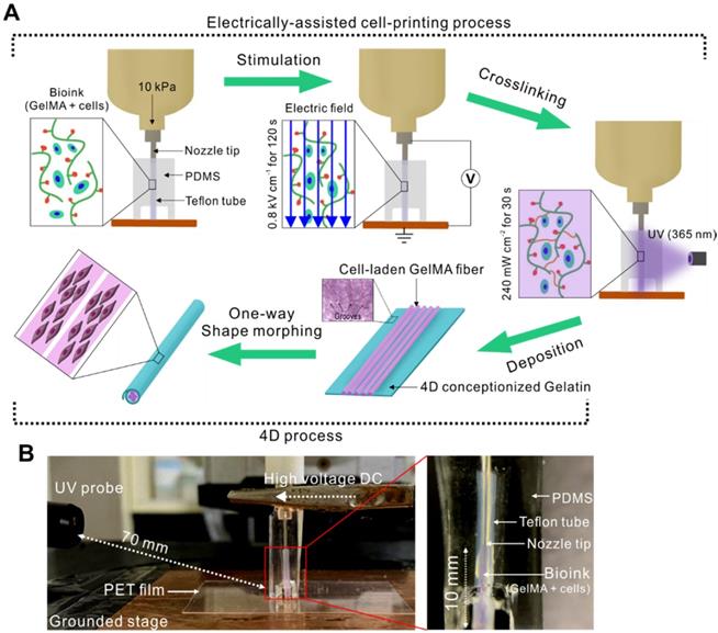 Theranostics Image