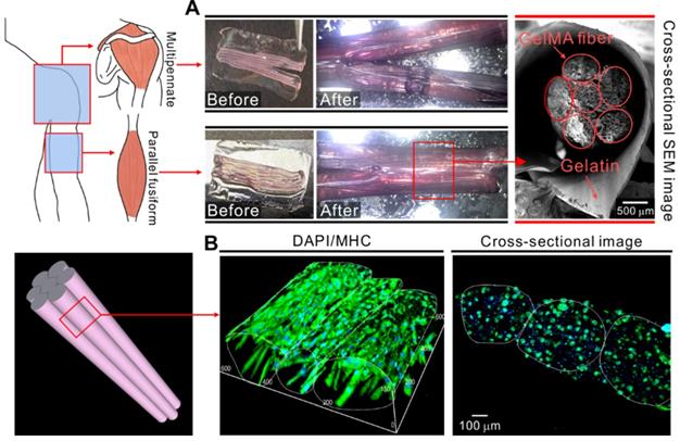 Theranostics Image