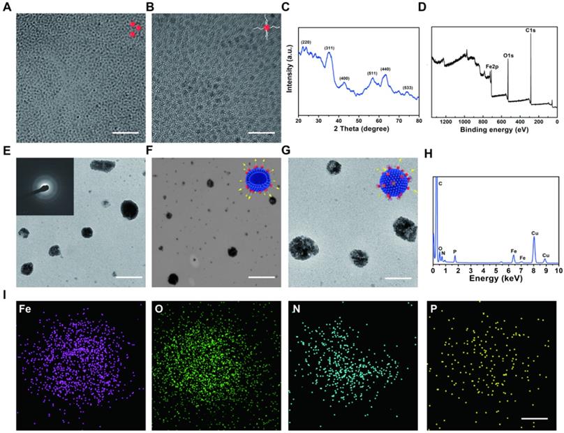 Theranostics Image