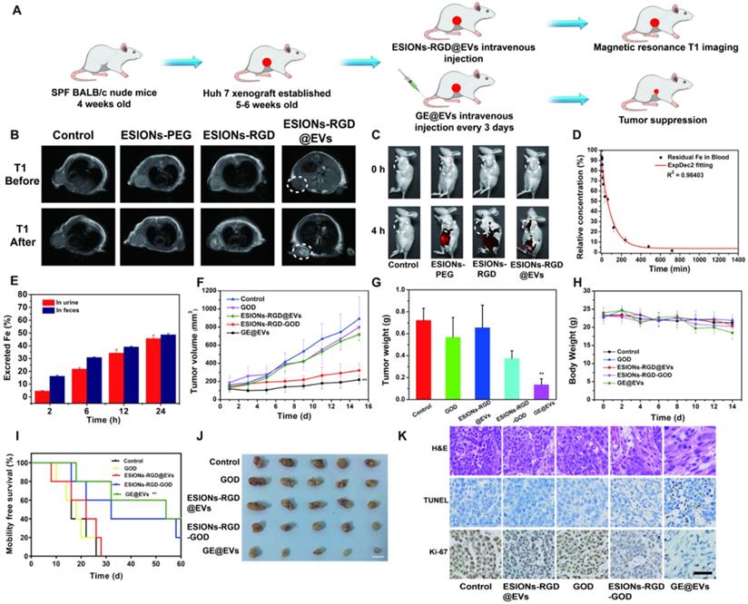 Theranostics Image