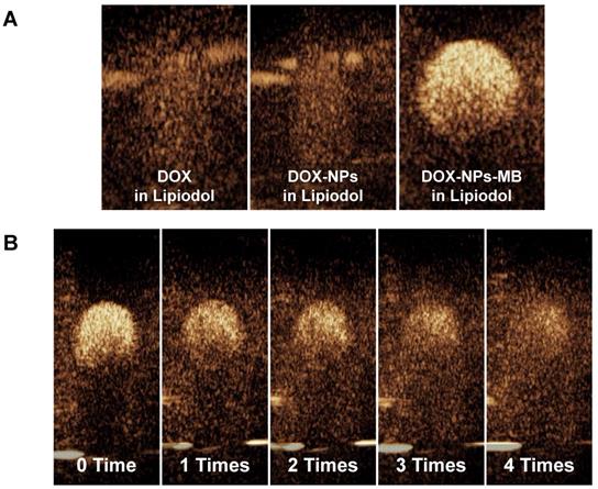 Theranostics Image