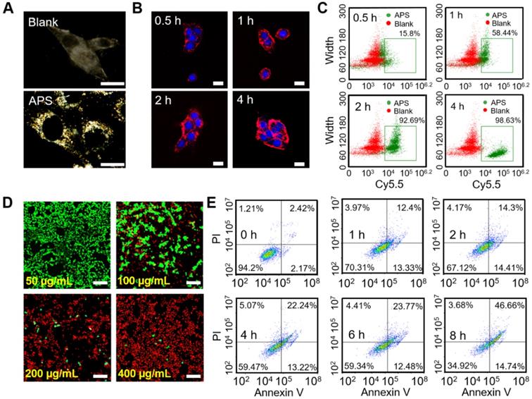 Theranostics Image