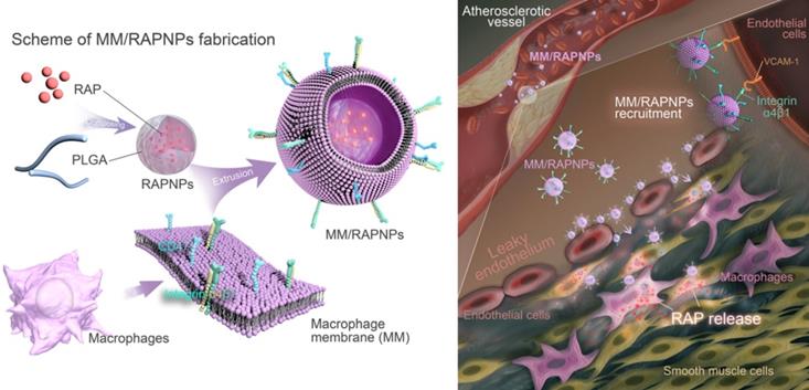 Theranostics Image