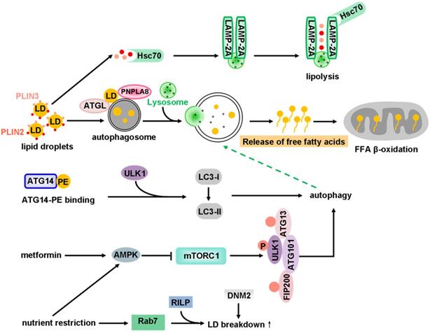 Theranostics Image