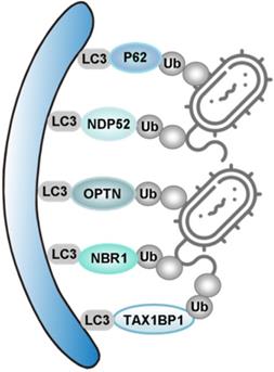 Theranostics Image