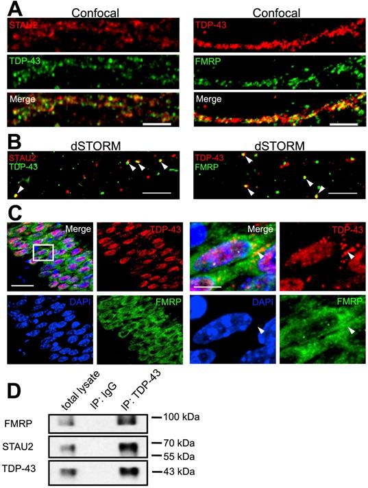 Theranostics Image