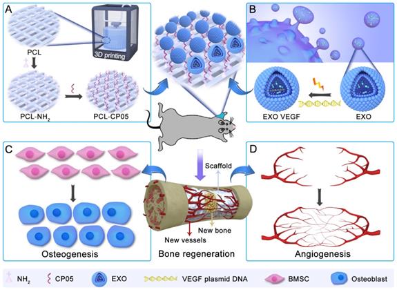 Theranostics Image