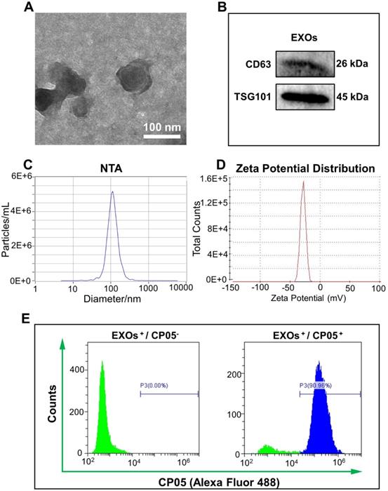 Theranostics Image