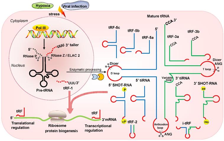 Theranostics Image