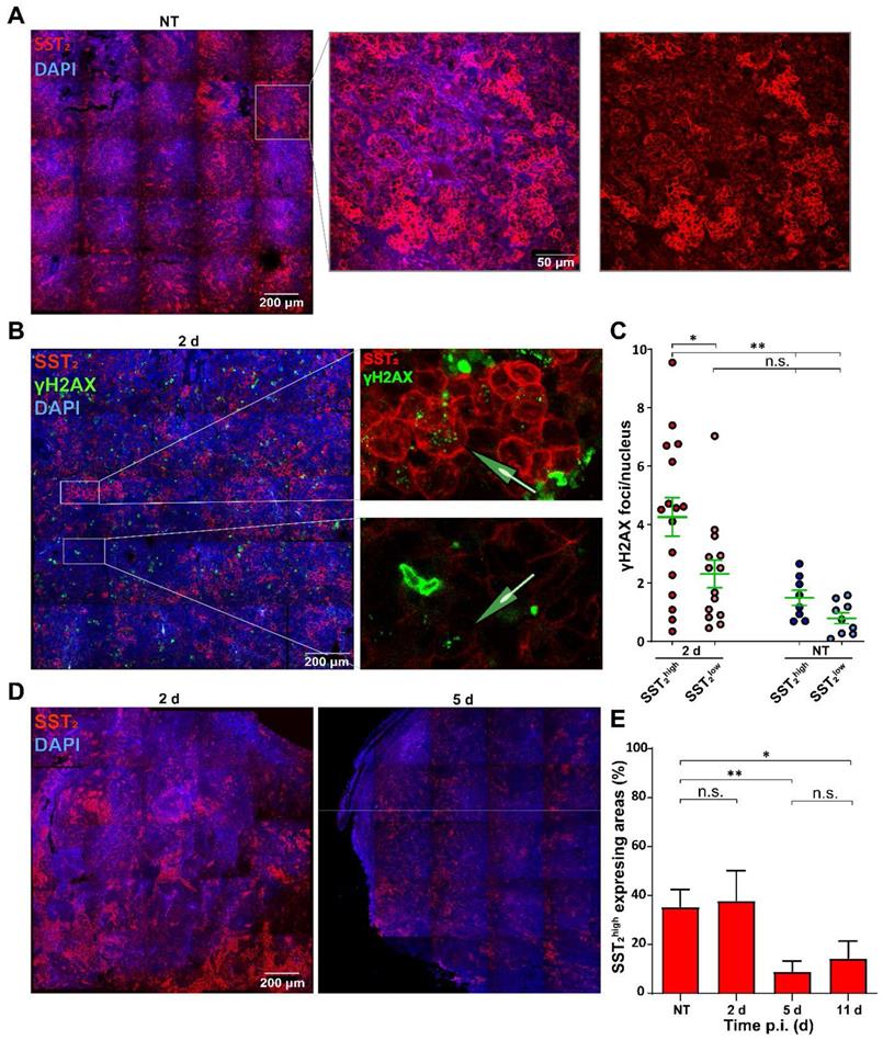 Theranostics Image