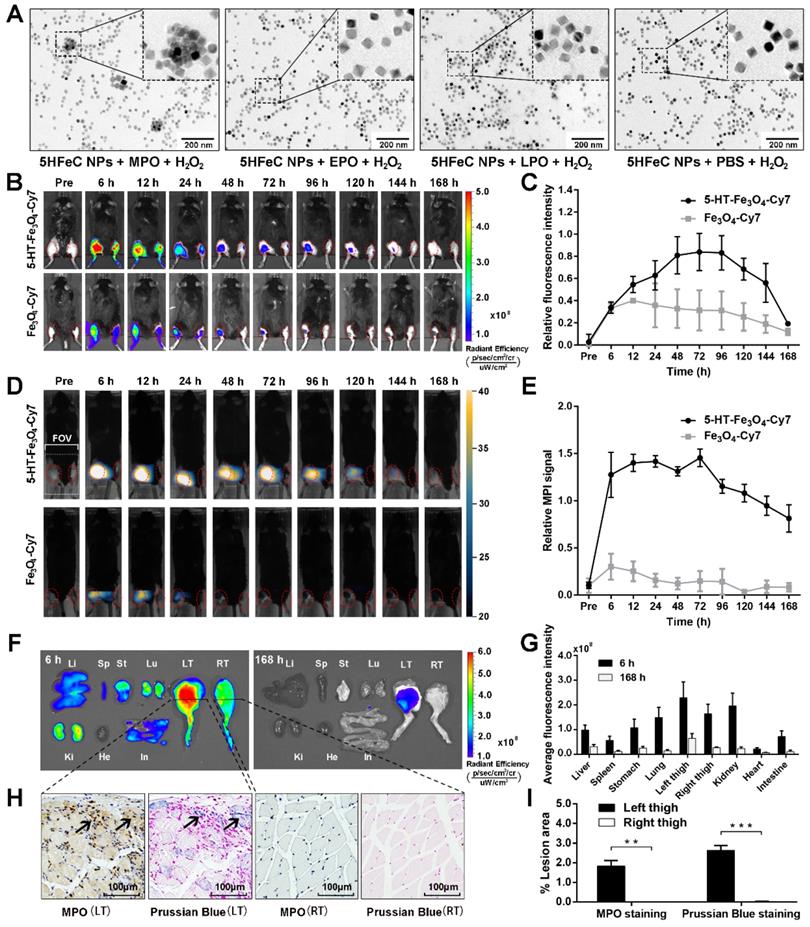 Theranostics Image