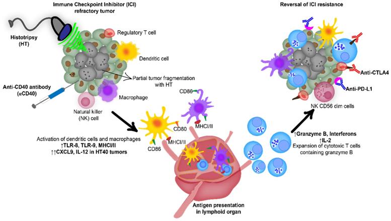 Theranostics Image