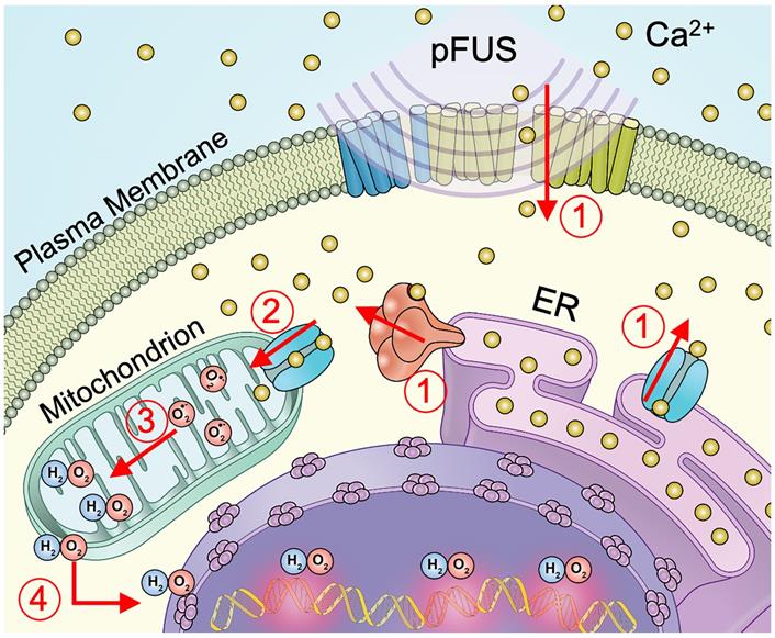 Theranostics Image