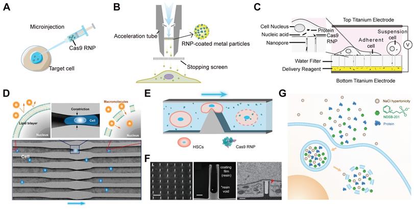 Theranostics Image