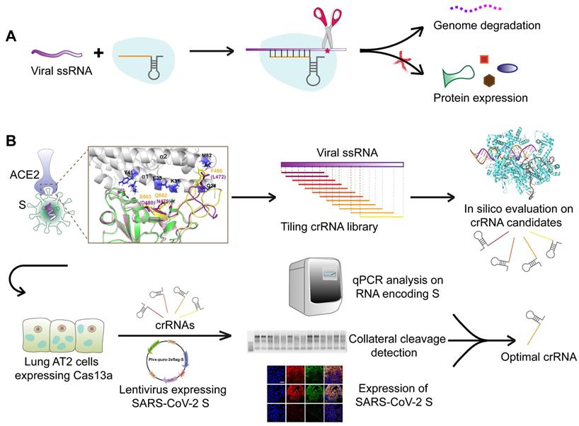 Theranostics Image