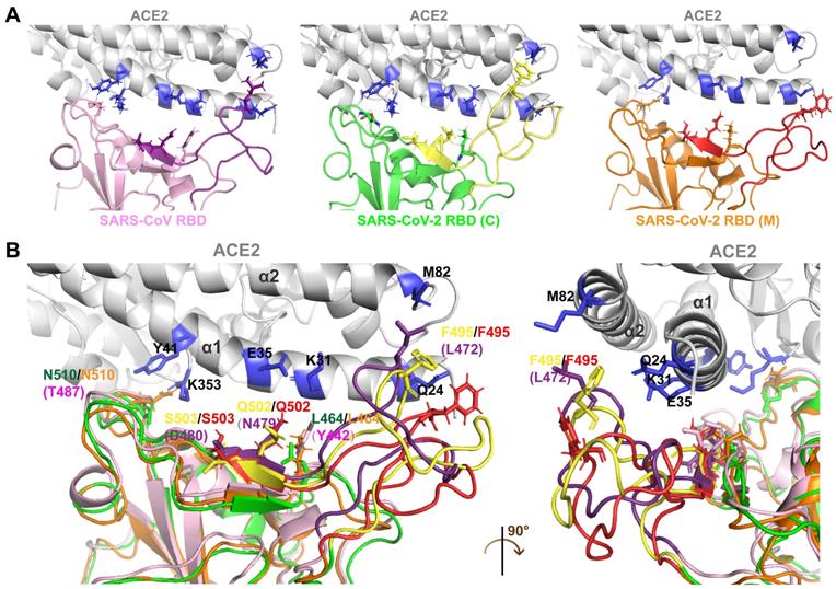 Theranostics Image