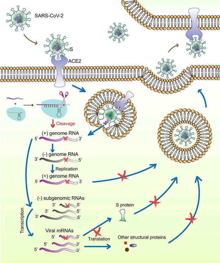 Theranostics Image