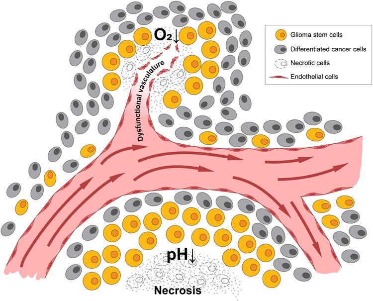 Theranostics Image