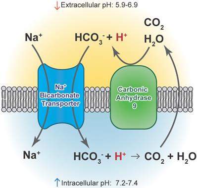 Theranostics Image