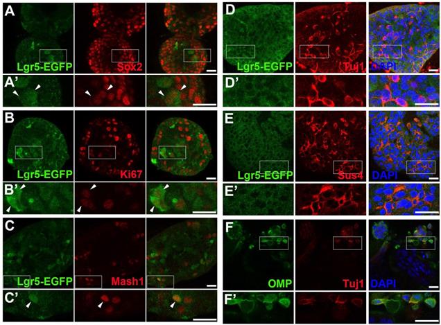 Theranostics Image