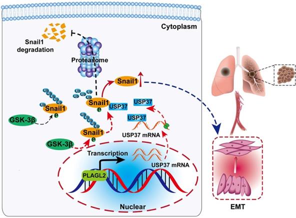 Theranostics Image